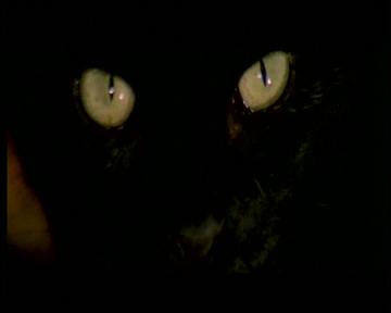 THE BLACK CAT (Il Gatto Nero) de Lucio Fulci (1981)