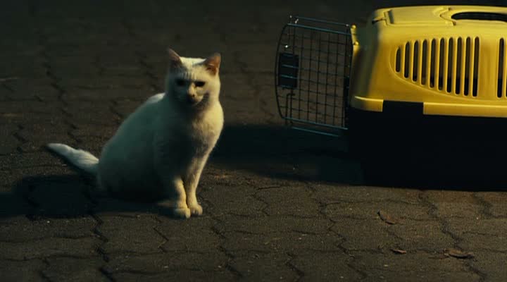 THE CAT (고양이: 죽음을보는 두개의눈) de Byeon Seung-Wook (2011)